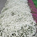 cerastium.jpg