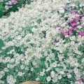 cerastium _1.jpg