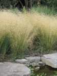 Śmiałek darniowy Deschampsia caespitosa TRAWA 