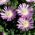 Delosperma Jewel of Desert Rosequartz.jpg