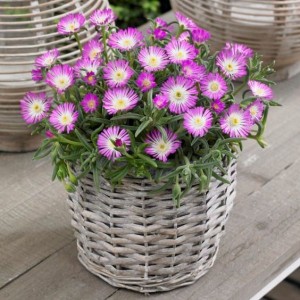 Delosperma ROSEQUARTZ SŁONECZNICA 