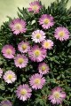 Delosperma Jewel of Desert Rosequartz ..jpg