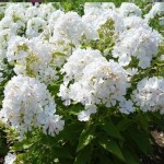 Floks wiechowaty FLAME WHITE Biały