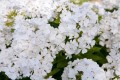 Flame Pro White Floks2.jpg