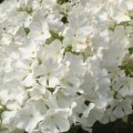 Flame Pro White Floks1.jpg