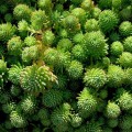 Sedum sexangulare.jpg