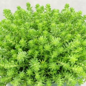 ROZCHODNIK Sedum sexangulare