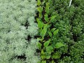 zieloneogrody_.. artemisia.jpg