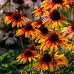 JEŻÓWKA ECHINACEA Purpurea PARROT NOWOŚĆ !
