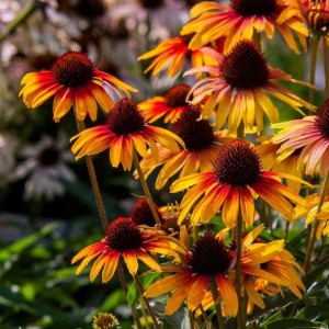 JEŻÓWKA ECHINACEA Purpurea PARROT NOWOŚĆ !