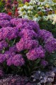 sedum-mr-goodbud_2.jpg