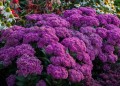 sedum-mr-goodbud_1.jpg