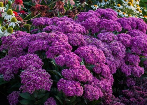 sedum-mr-goodbud_1.jpg