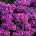 sedum-mr-goodbud_.jpg