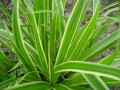 carex_morrowii_variegata_.jpg