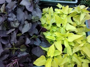 Ipomoea WILEC BLACK TONE Na balkon Do skrzynek Ideał !
