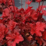 ŻURAWKA Forever RED  Heuchera 