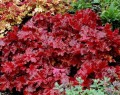 heuchera forever red ______.jpg