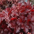 heuchera forever red ___.jpg