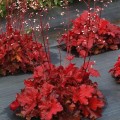 heuchera forever red _.jpg