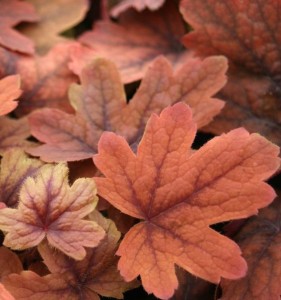 ŻURAWECZKA SWEET TEA  Heucherella  Herbaciana !