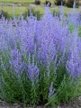 Russian Sage Perovskia.jpg