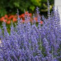 Russian Sage 3.jpg