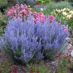 PEROWSKA ŁĄKOWA (Russian Sage) – Fioletowa Chmura w Twoim Ogrodzie