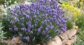 Lavandula Thumbelina 4.jpg