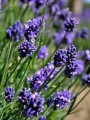 Lavandula Thumbelina 1.jpg
