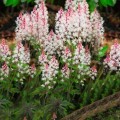 tiarella angel wings_.jpg