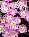 Delosperma Jewel of Desert Rosequartz_.jpg