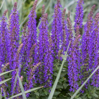 salvia-rianne_1_.jpg