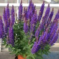 salvia-rianne_12.jpg