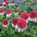 ECHINACEA Strawberry and Cream_____.jpg