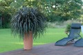 pennisetum_vertigo_1.jpg