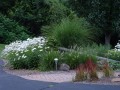 Miscanthus Gracillimus 6.jpg