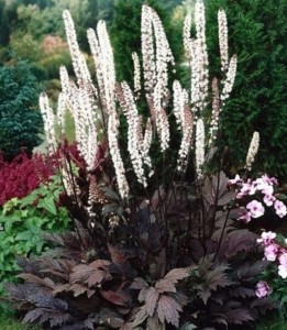 Actaea simplex 'Pink Spike' (Świecznica groniasta) - Ciemny Akcent o Zjawiskowym Zapachu