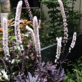 Actaea simplex Pink Spike.jpg