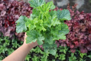 Żurawka Heuchera LIME SWIZZLE