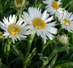 Aster alpejski ALBUS Aster alpinus 