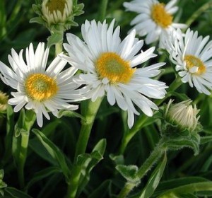 Aster alpejski ALBUS Aster alpinus 