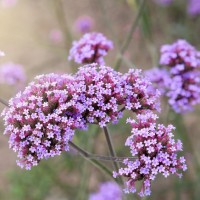 Werbena patagońska Verbena bonariensis 