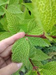 FORSYCJA KOREAŃSKA ORYGINALNA