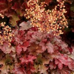 ŻURAWKA ROOT BEER  Heuchera  