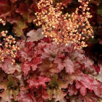 ŻURAWKA ROOT BEER  Heuchera  