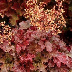 ŻURAWKA ROOT BEER  Heuchera  