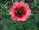 PIĘCIORNIK NEPALSKI - Potentilla nepalensis