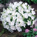 dzwonek karpacki 22.jpg