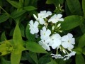 Early White zieloneogrody.jpg